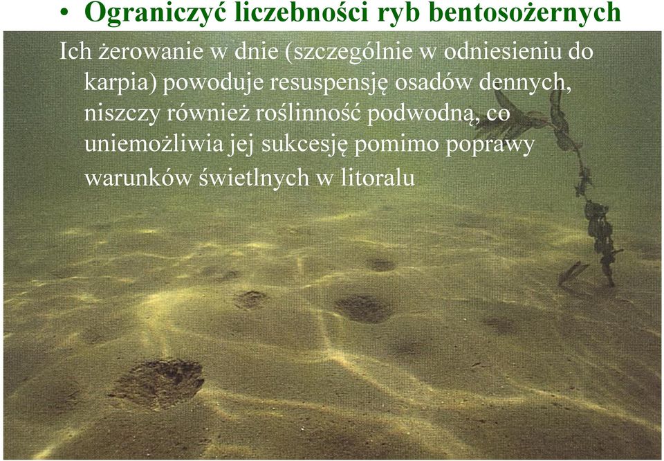 osadów dennych, niszczy również roślinność podwodną, co