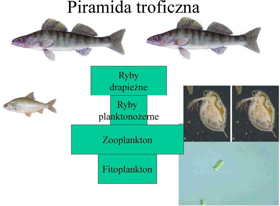 planktonożerne