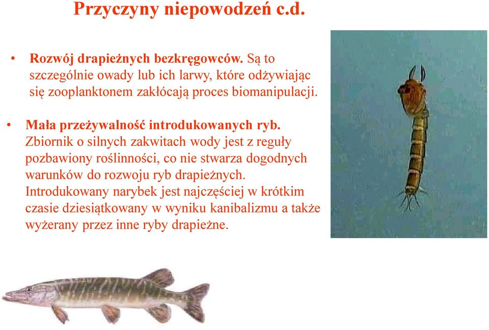 Mała przeżywalność introdukowanych ryb.