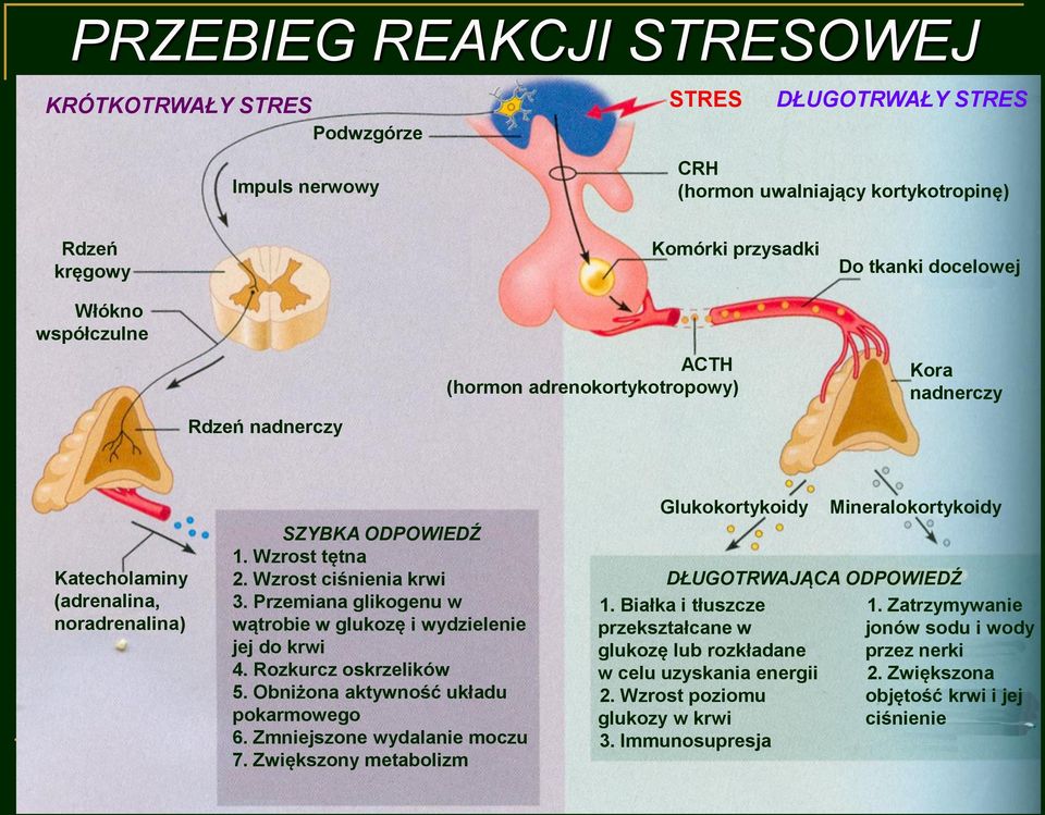 Przemiana glikogenu w wątrobie w glukozę i wydzielenie jej do krwi 4. Rozkurcz oskrzelików 5. Obniżona aktywność układu pokarmowego 6. Zmniejszone wydalanie moczu 7.