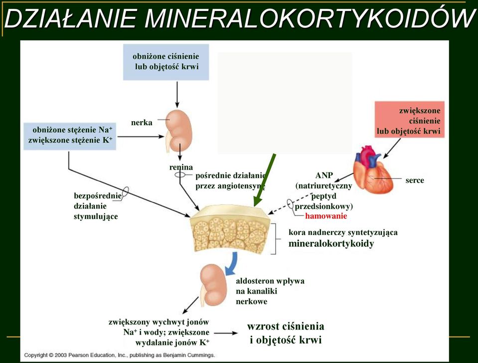 angiotensynę ANP (natriuretyczny peptyd przedsionkowy) hamowanie serce kora nadnerczy syntetyzująca mineralokortykoidy