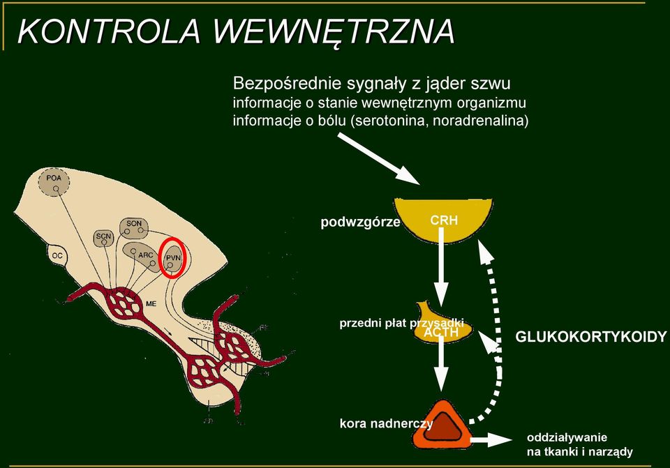 (serotonina, noradrenalina) podwzgórze CRH przedni płat