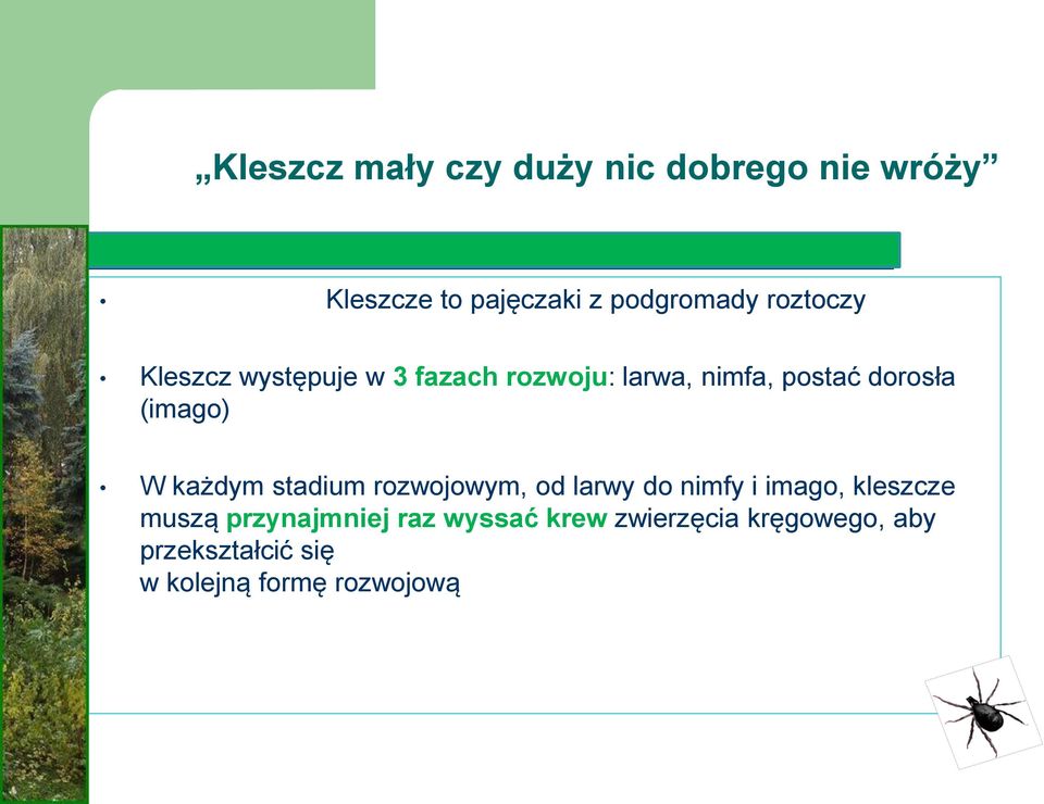 (imago) W każdym stadium rozwojowym, od larwy do nimfy i imago, kleszcze muszą