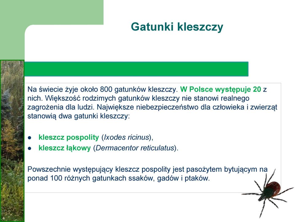 Największe niebezpieczeństwo dla człowieka i zwierząt stanowią dwa gatunki kleszczy: kleszcz pospolity (Ixodes