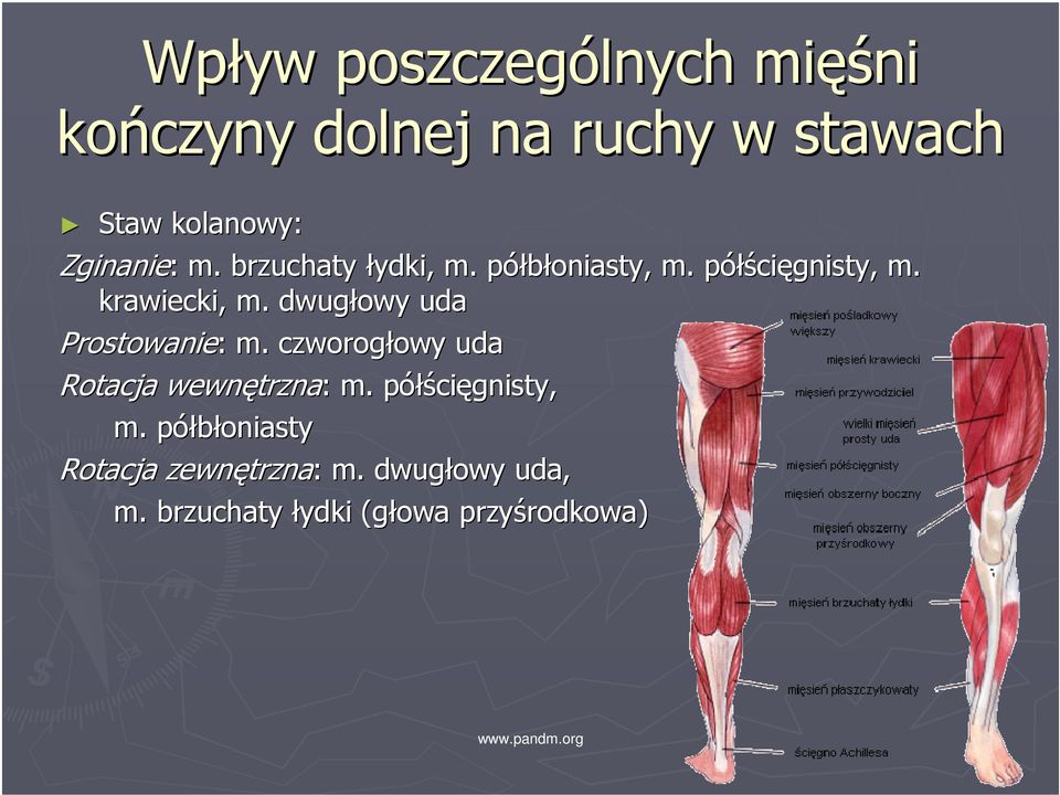 dwugłowy uda Prostowanie: : m. czworogłowy owy uda Rotacja wewnętrzna trzna: : m.