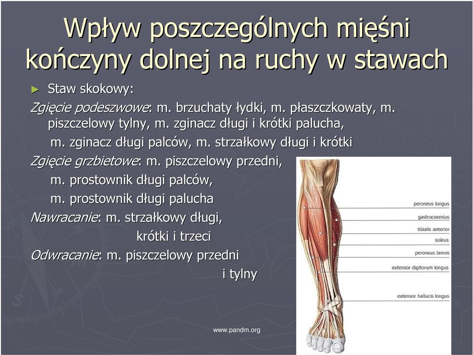 zginacz długi d palców, m. strzałkowy długi d i krótki Zgięcie grzbietowe: : m. piszczelowy przedni, m.