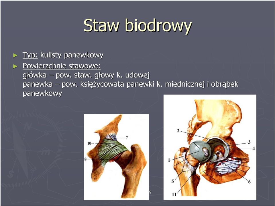 udowej panewka pow.