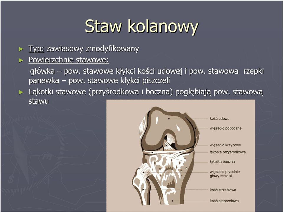 stawowa rzepki panewka pow.