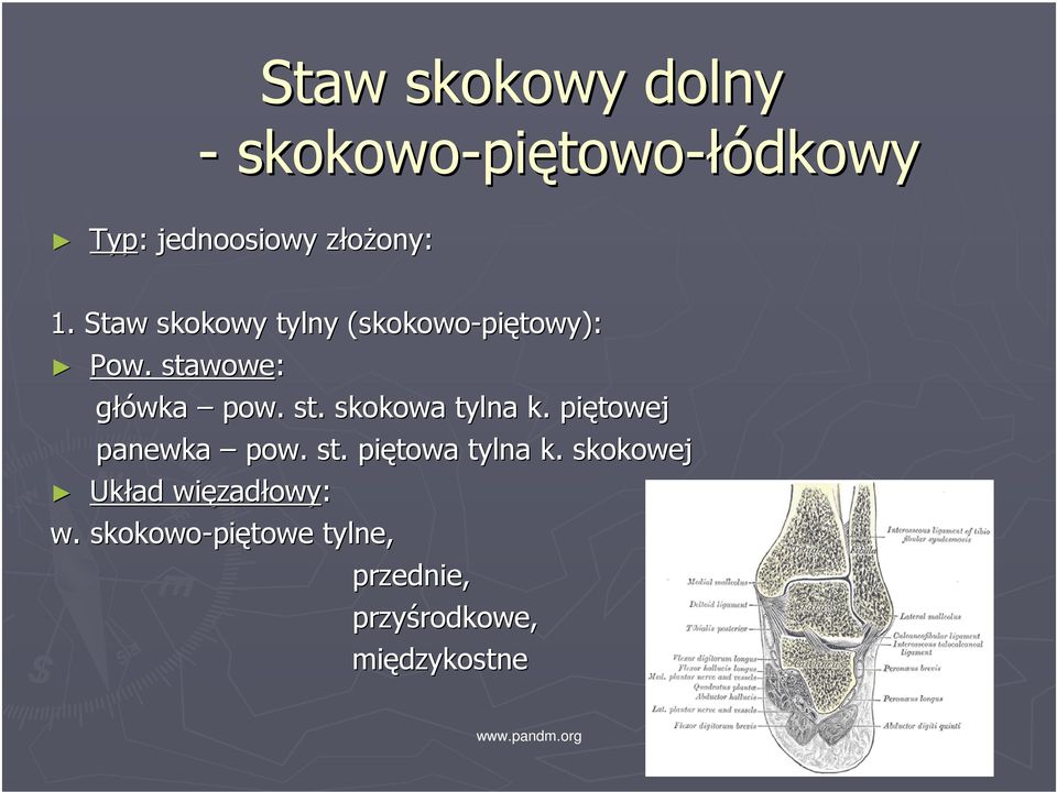 piętowej panewka pow. st. piętowa tylna k. skokowej Układ więzad zadłowy: w.