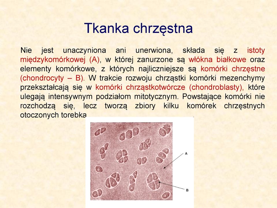 W trakcie rozwoju chrząstki komórki mezenchymy przekształcają się w komórki chrząstkotwórcze (chondroblasty), które