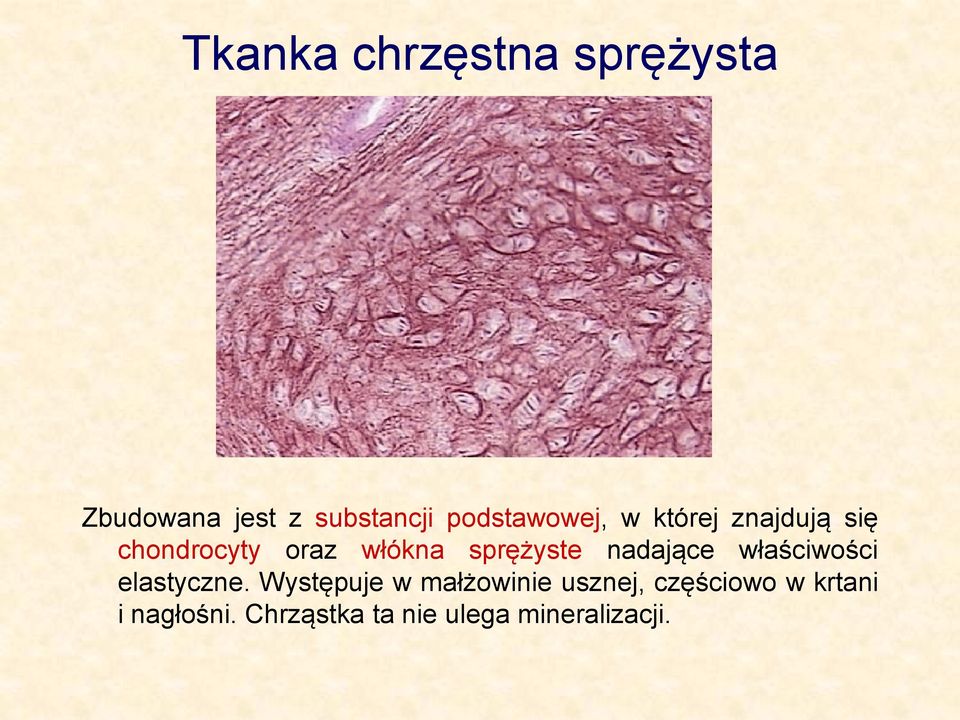 sprężyste nadające właściwości elastyczne.