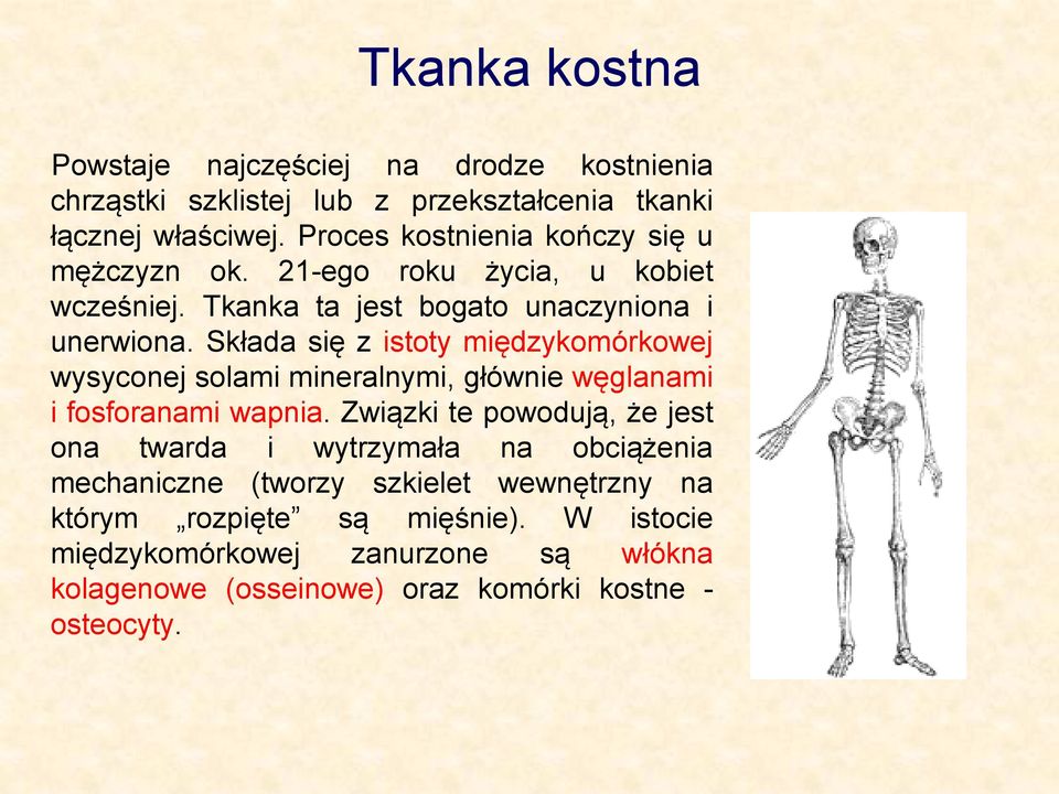 Składa się z istoty międzykomórkowej wysyconej solami mineralnymi, głównie węglanami i fosforanami wapnia.