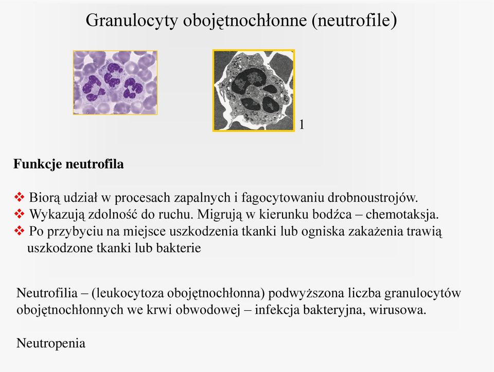 Po przybyciu na miejsce uszkodzenia tkanki lub ogniska zakażenia trawią uszkodzone tkanki lub bakterie