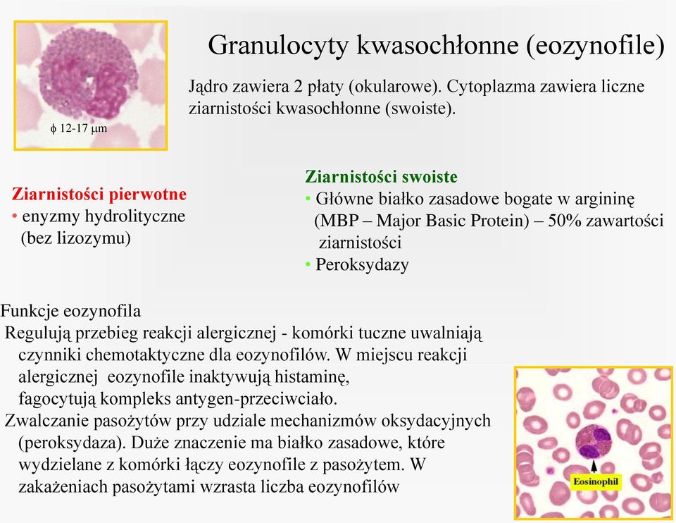 eozynofila Regulują przebieg reakcji alergicznej - komórki tuczne uwalniają czynniki chemotaktyczne dla eozynofilów.