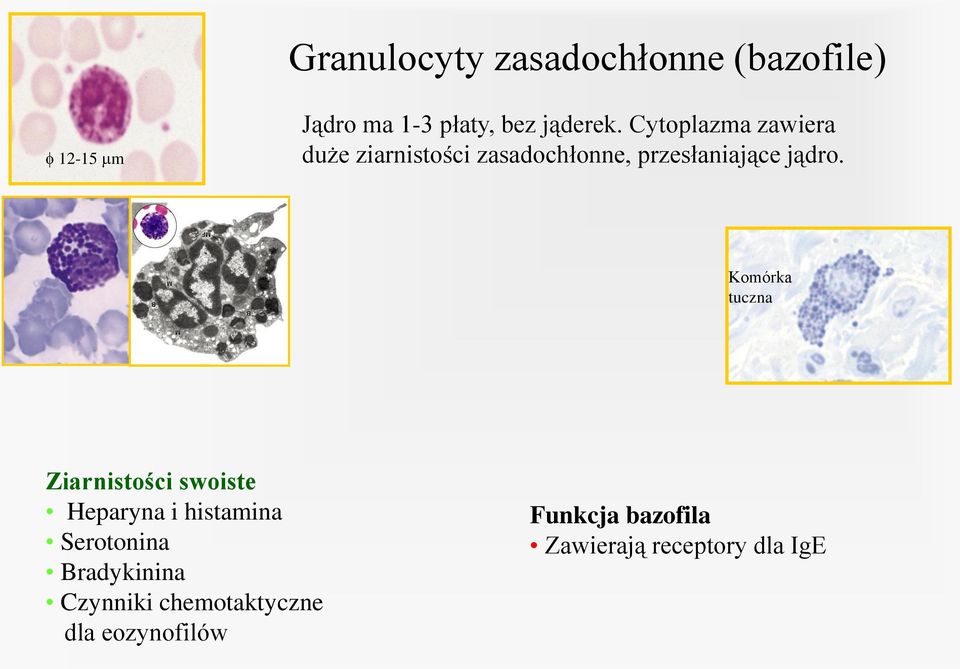 Komórka tuczna Ziarnistości swoiste Heparyna i histamina Serotonina