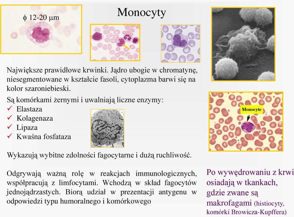 Są komórkami żernymi i uwalniają liczne enzymy: Elastaza Kolagenaza Lipaza Kwaśna fosfataza Wykazują wybitne zdolności fagocytarne i dużą ruchliwość.