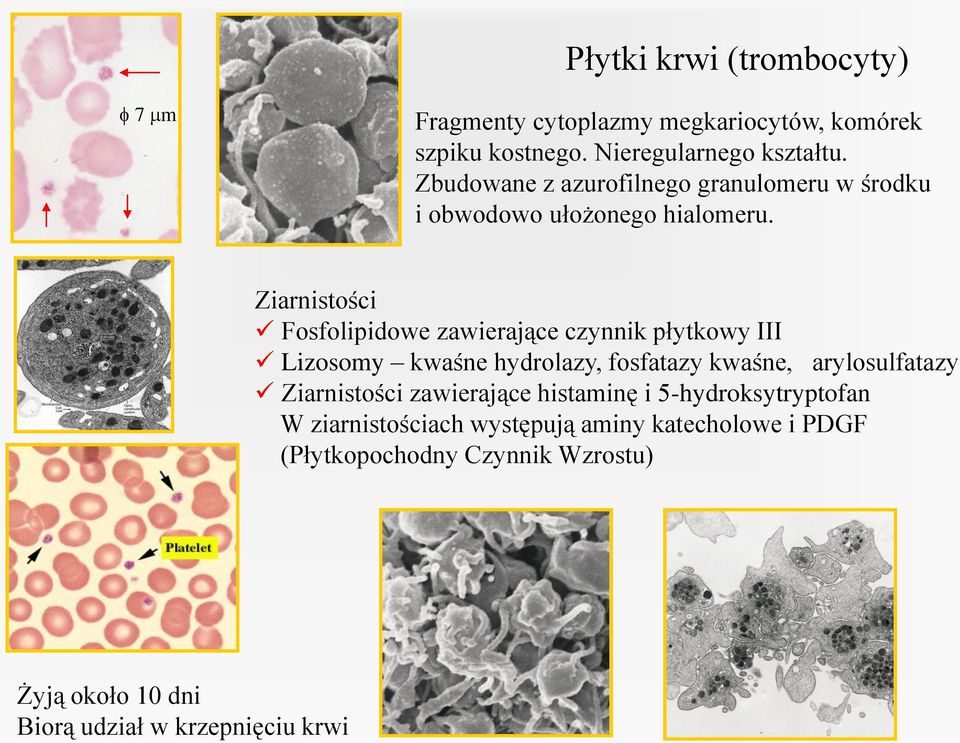 Ziarnistości Fosfolipidowe zawierające czynnik płytkowy III Lizosomy kwaśne hydrolazy, fosfatazy kwaśne, arylosulfatazy