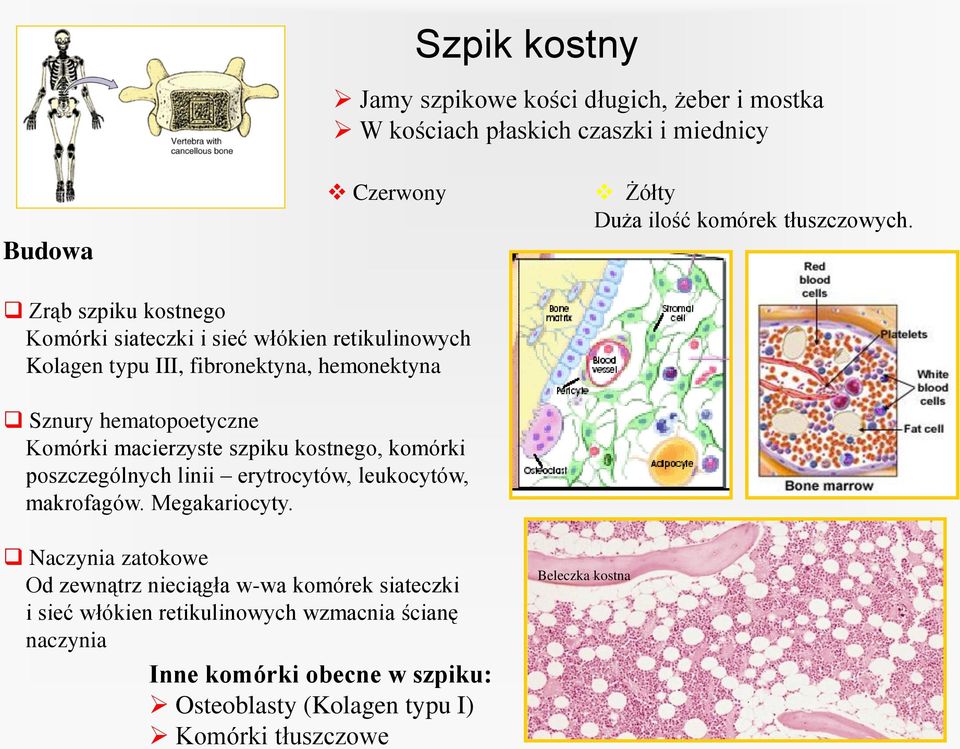 macierzyste szpiku kostnego, komórki poszczególnych linii erytrocytów, leukocytów, makrofagów. Megakariocyty.