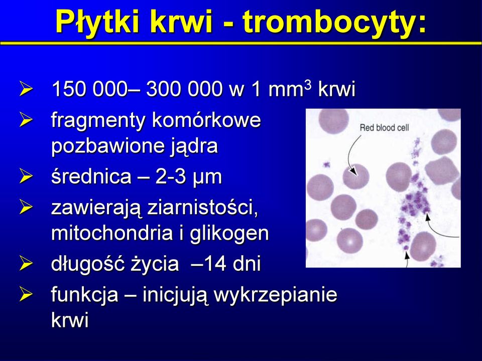 2-3 µm zawierają ziarnistości, mitochondria i