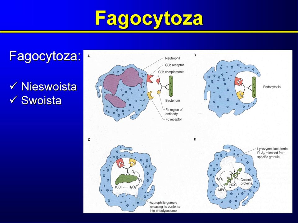 Nieswoista