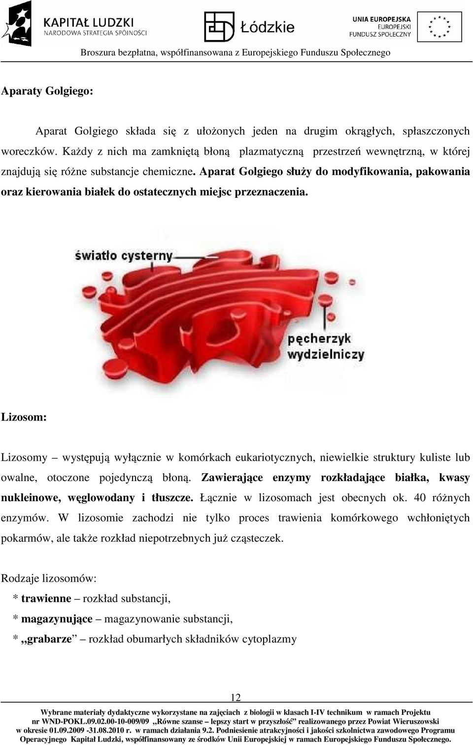 Aparat Golgiego służy do modyfikowania, pakowania oraz kierowania białek do ostatecznych miejsc przeznaczenia.