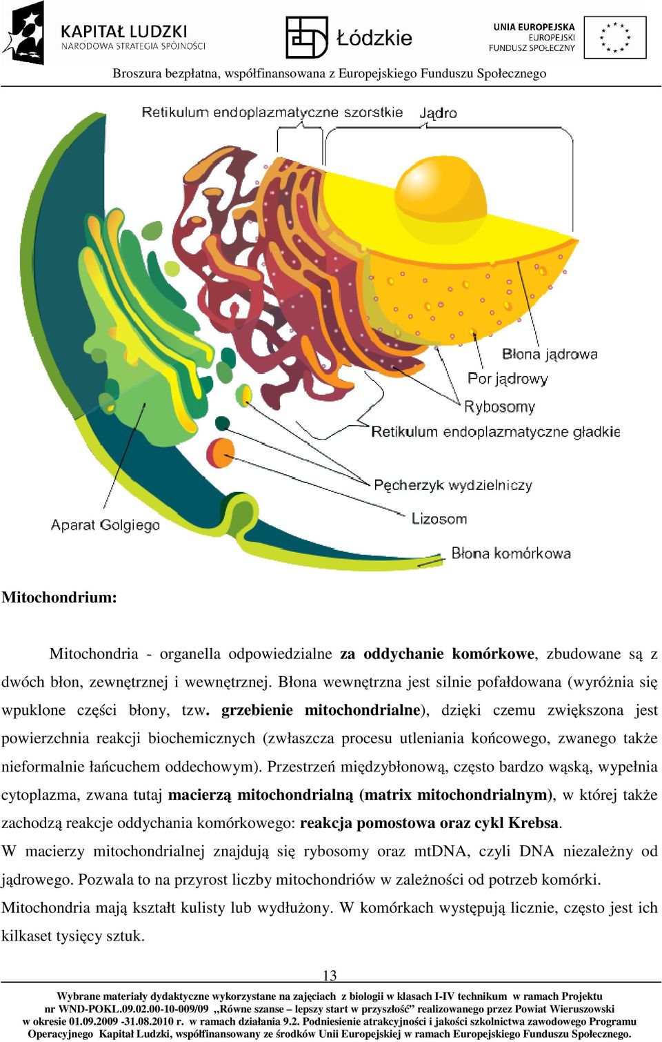 grzebienie mitochondrialne), dzięki czemu zwiększona jest powierzchnia reakcji biochemicznych (zwłaszcza procesu utleniania końcowego, zwanego także nieformalnie łańcuchem oddechowym).