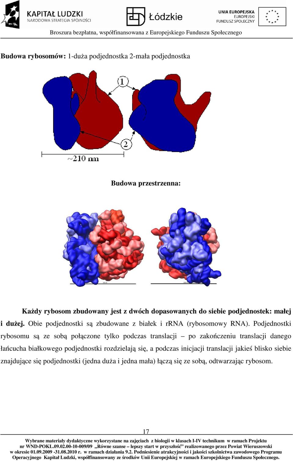 Podjednostki rybosomu są ze sobą połączone tylko podczas translacji po zakończeniu translacji danego łańcucha białkowego