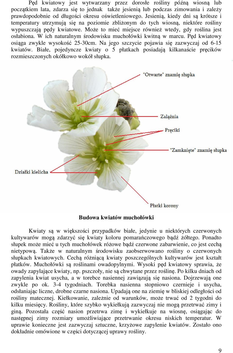 Może to mieć miejsce również wtedy, gdy roślina jest osłabiona. W ich naturalnym środowisku muchołówki kwitną w marcu. Pęd kwiatowy osiąga zwykle wysokość 25-30cm.