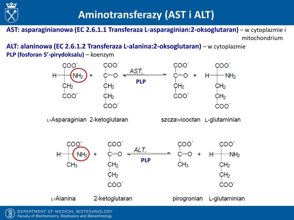 mitochondrium ALT: alaninowa (EC 2.6.1.