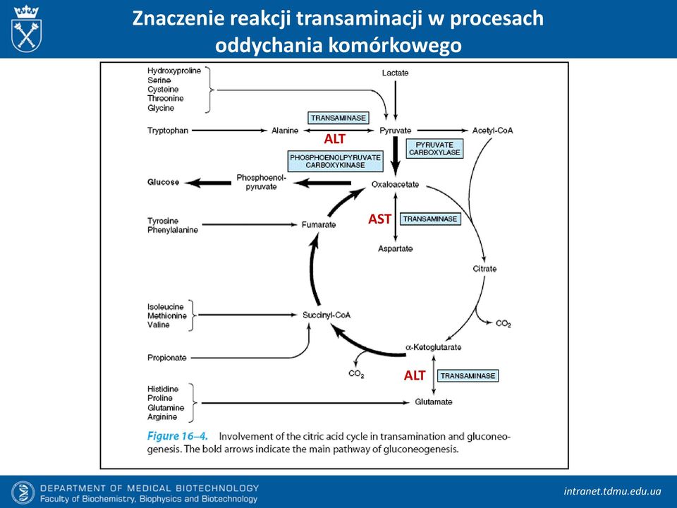 procesach oddychania