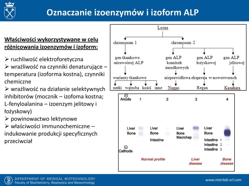 wrażliwość na działanie selektywnych inhibitorów (mocznik izofoma kostna; L-fenyloalanina izoenzym jelitowy i