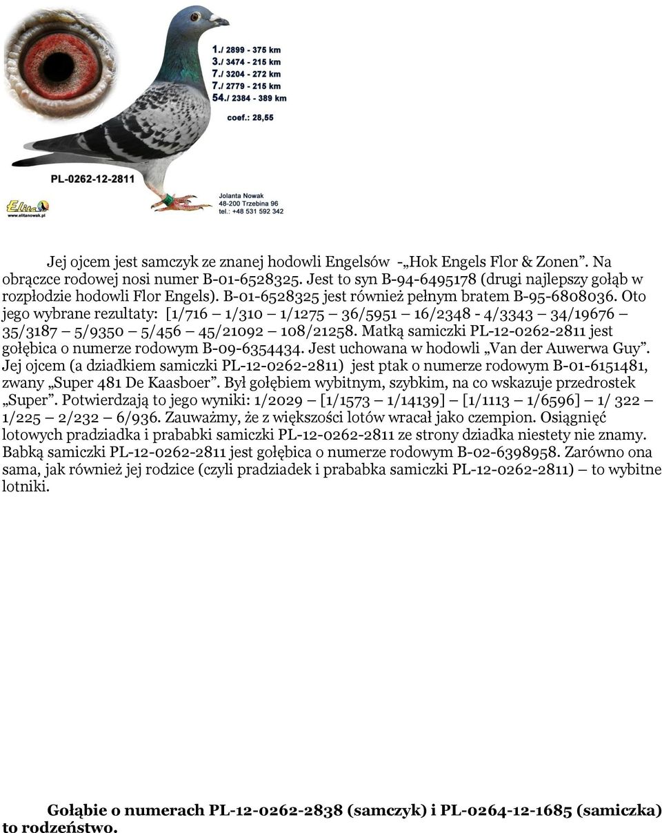 Oto jego wybrane rezultaty: [1/716 1/310 1/1275 36/5951 16/2348-4/3343 34/19676 35/3187 5/9350 5/456 45/21092 108/21258. Matką samiczki PL-12-0262-2811 jest gołębica o numerze rodowym B-09-6354434.