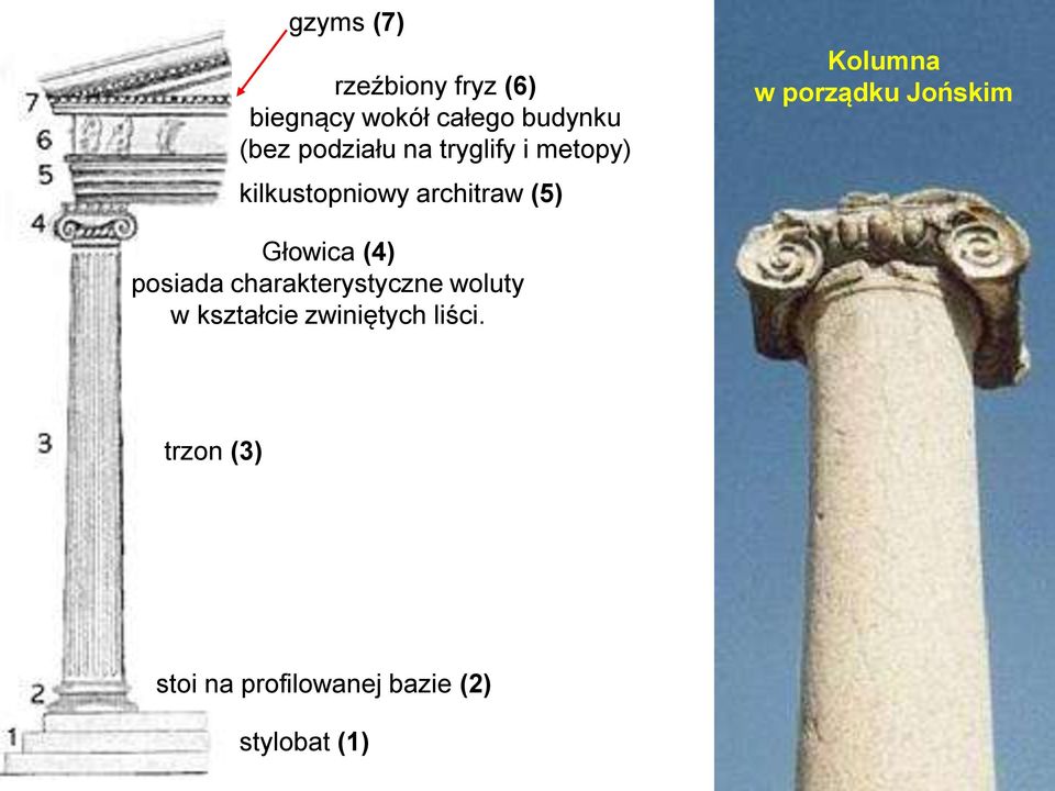 porządku Jońskim Głowica (4) posiada charakterystyczne woluty w