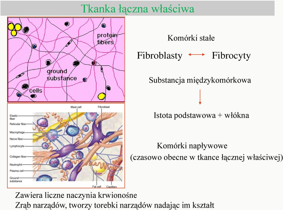 napływowe (czasowo obecne w tkance łącznej właściwej) Zawiera