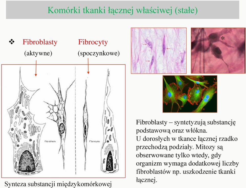 włókna. U dorosłych w tkance łącznej rzadko przechodzą podziały.