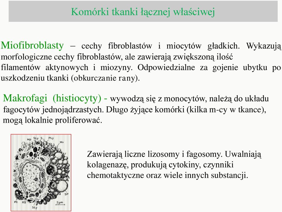 Odpowiedzialne za gojenie ubytku po uszkodzeniu tkanki (obkurczanie rany).