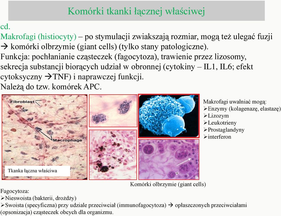 funkcji. Należą do tzw. komórek APC.