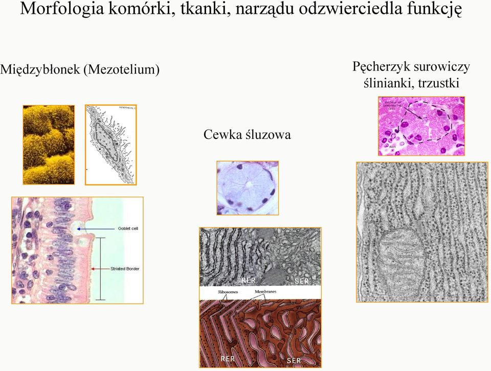 Międzybłonek (Mezotelium)