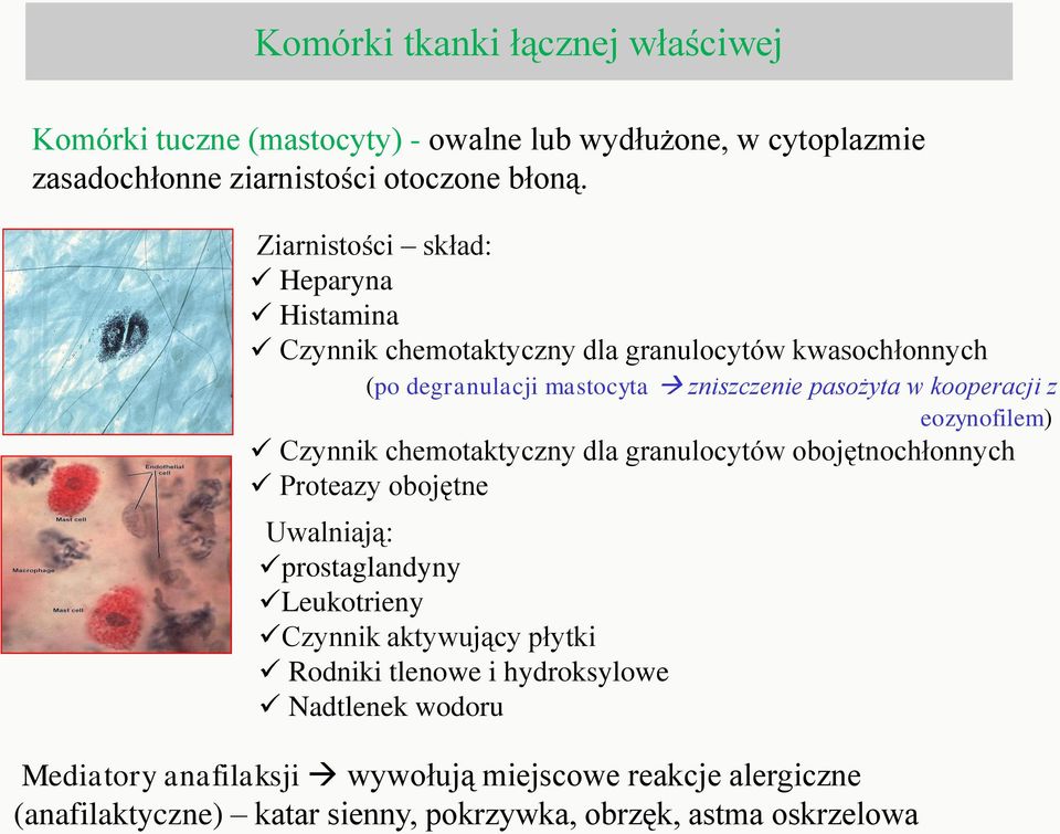 eozynofilem) Czynnik chemotaktyczny dla granulocytów obojętnochłonnych Proteazy obojętne Uwalniają: prostaglandyny Leukotrieny Czynnik aktywujący płytki