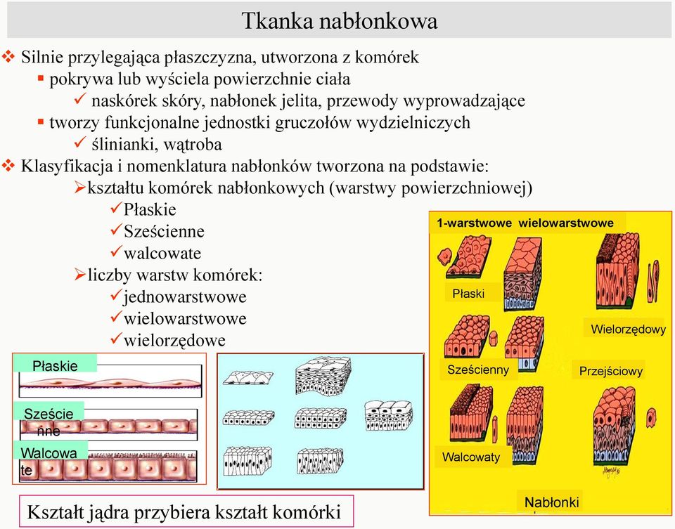 kształtu komórek nabłonkowych (warstwy powierzchniowej) Płaskie Sześcienne walcowate liczby warstw komórek: jednowarstwowe Płaski wielowarstwowe