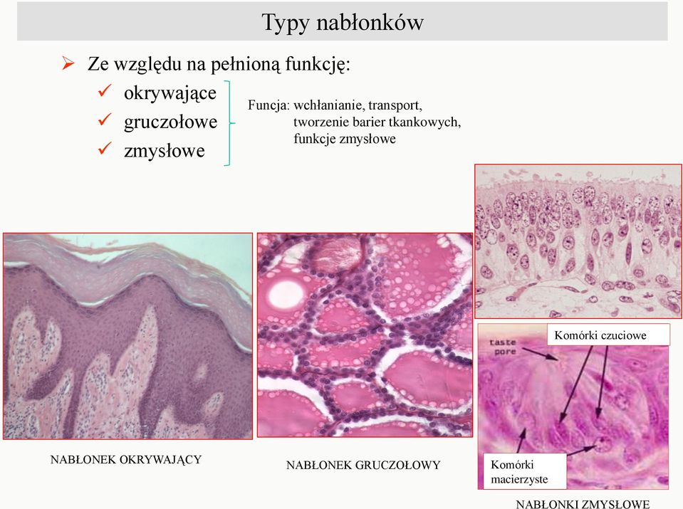 barier tkankowych, funkcje zmysłowe Komórki czuciowe NABŁONEK