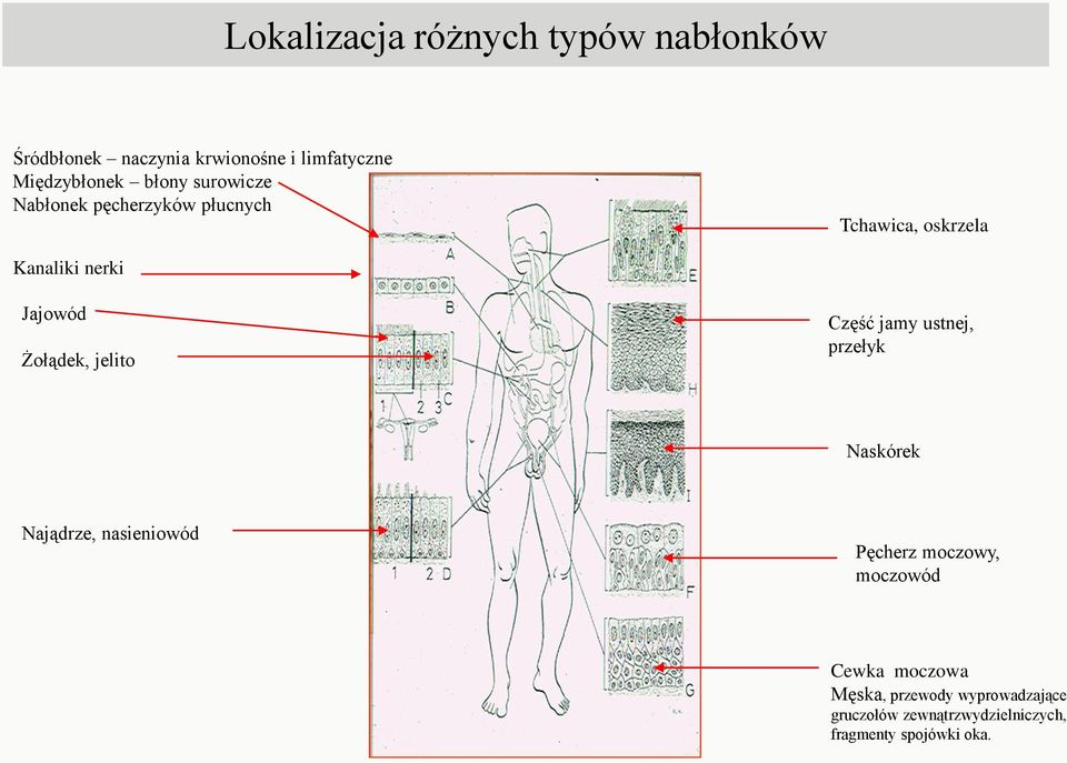 Żołądek, jelito Część jamy ustnej, przełyk Naskórek Najądrze, nasieniowód Pęcherz moczowy,