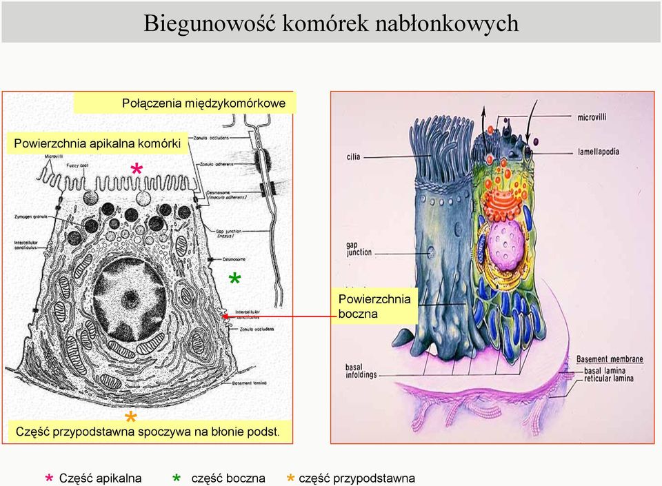 Powierzchnia boczna * Część przypodstawna spoczywa na