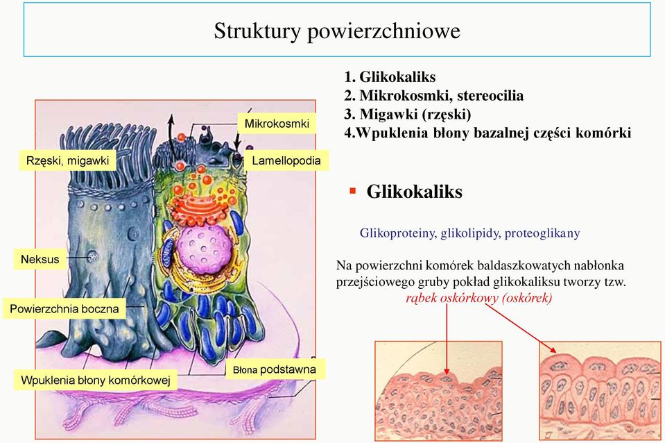 glikolipidy, proteoglikany Neksus Powierzchnia boczna Na powierzchni komórek baldaszkowatych nabłonka