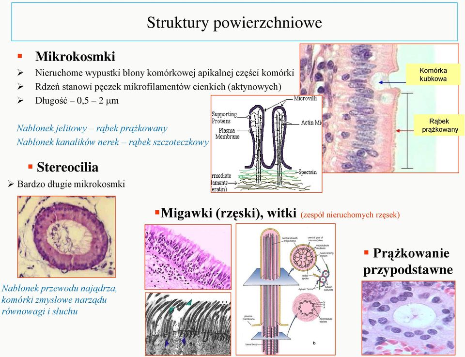 nerek rąbek szczoteczkowy Komórka kubkowa Rąbek prążkowany Stereocilia Bardzo długie mikrokosmki Migawki (rzęski),