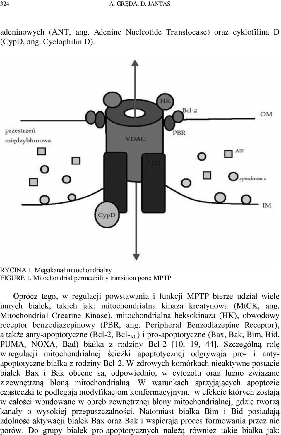 Mitochondrial Creatine Kinase), mitochondrialna heksokinaza (HK), obwodowy receptor benzodiazepinowy (PBR, ang.