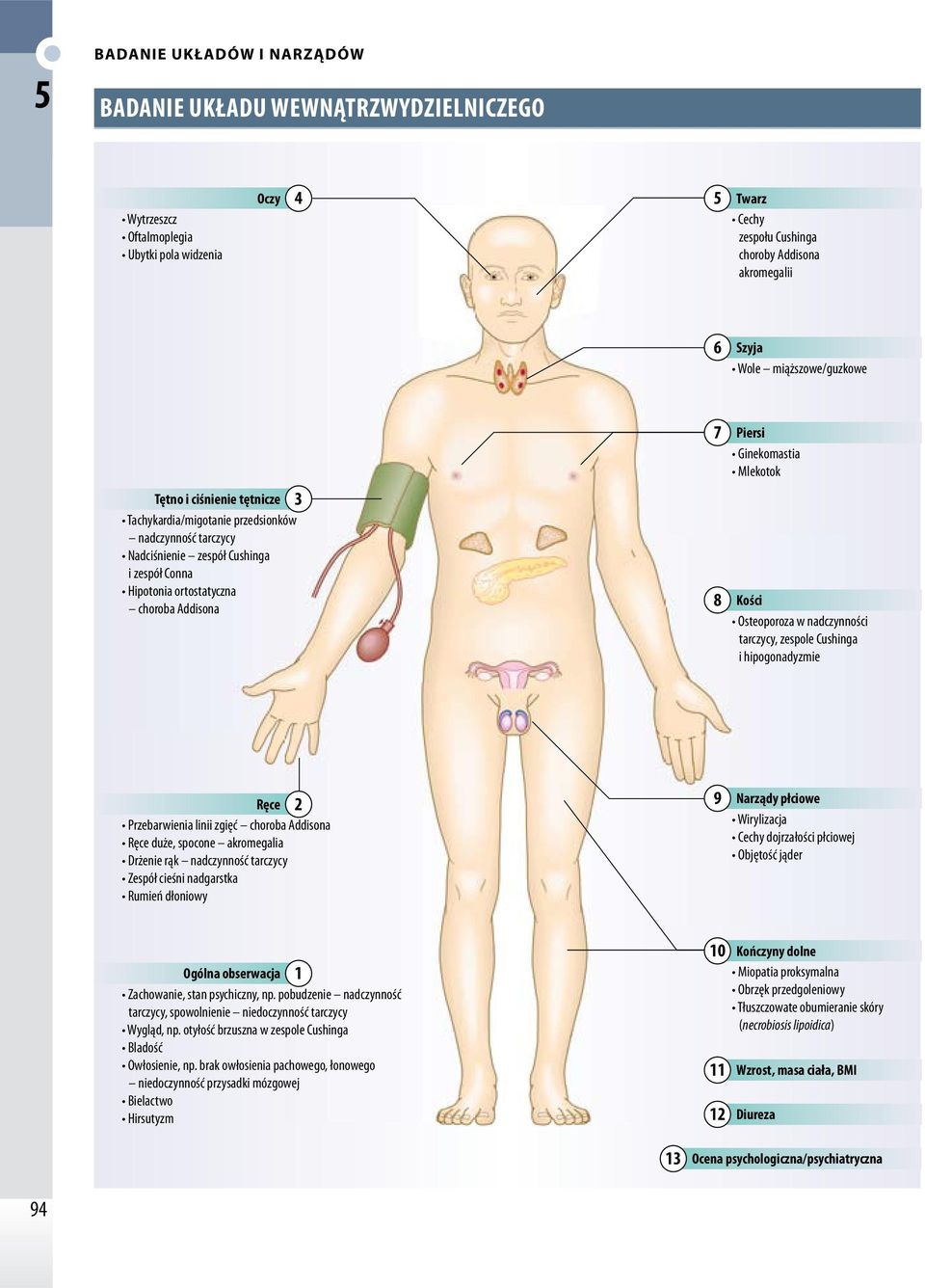 Osteoporoza w nadczynności tarczycy, zespole Cushinga i hipogonadyzmie Ręce 2 Przebarwienia linii zgięć choroba Addisona Ręce duże, spocone akromegalia Drżenie rąk nadczynność tarczycy Zespół cieśni