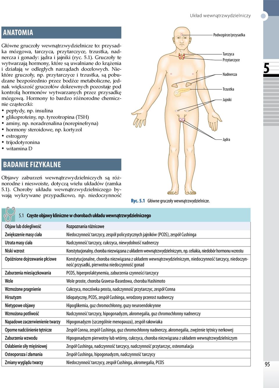 przytarczyce i trzustka, są pobudzane bezpośrednio przez bodźce metaboliczne, jednak większość gruczołów dokrewnych pozostaje pod kontrolą hormonów wytwarzanych przez przysadkę mózgową.