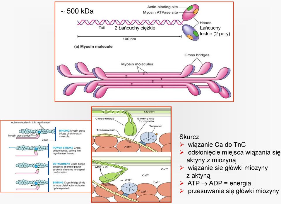 wiązania się aktyny z miozyną wiązanie się główki