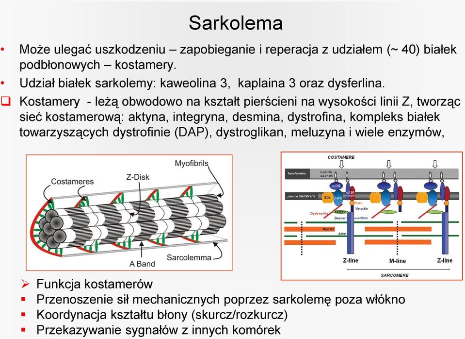 Kostamery - leżą obwodowo na kształt pierścieni na wysokości linii Z, tworząc sieć kostamerową: aktyna, integryna, desmina, dystrofina,